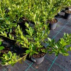 Azalka japonská (Azalea japonica) ´AMONEA ROSE MAUVE´ - výška rastliny 30-50 cm, kont. C1,5L 
